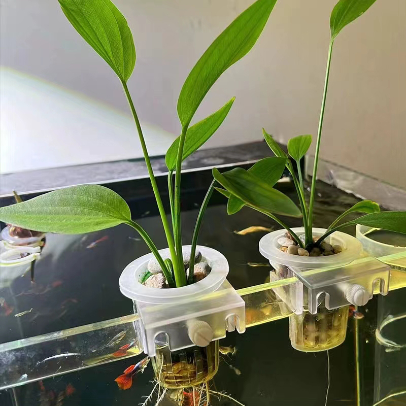 Cesta de plantación de acuario - Hydroponic Grow Pod reseña y precio